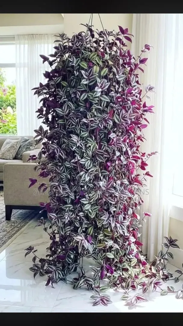 Hanging Plants