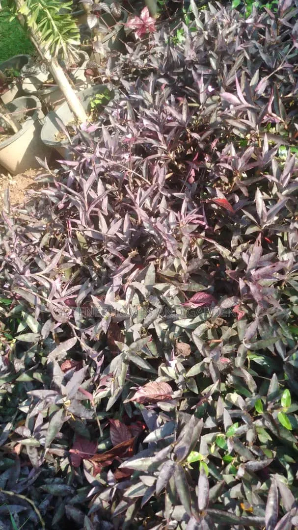 Purple Hearts Plants