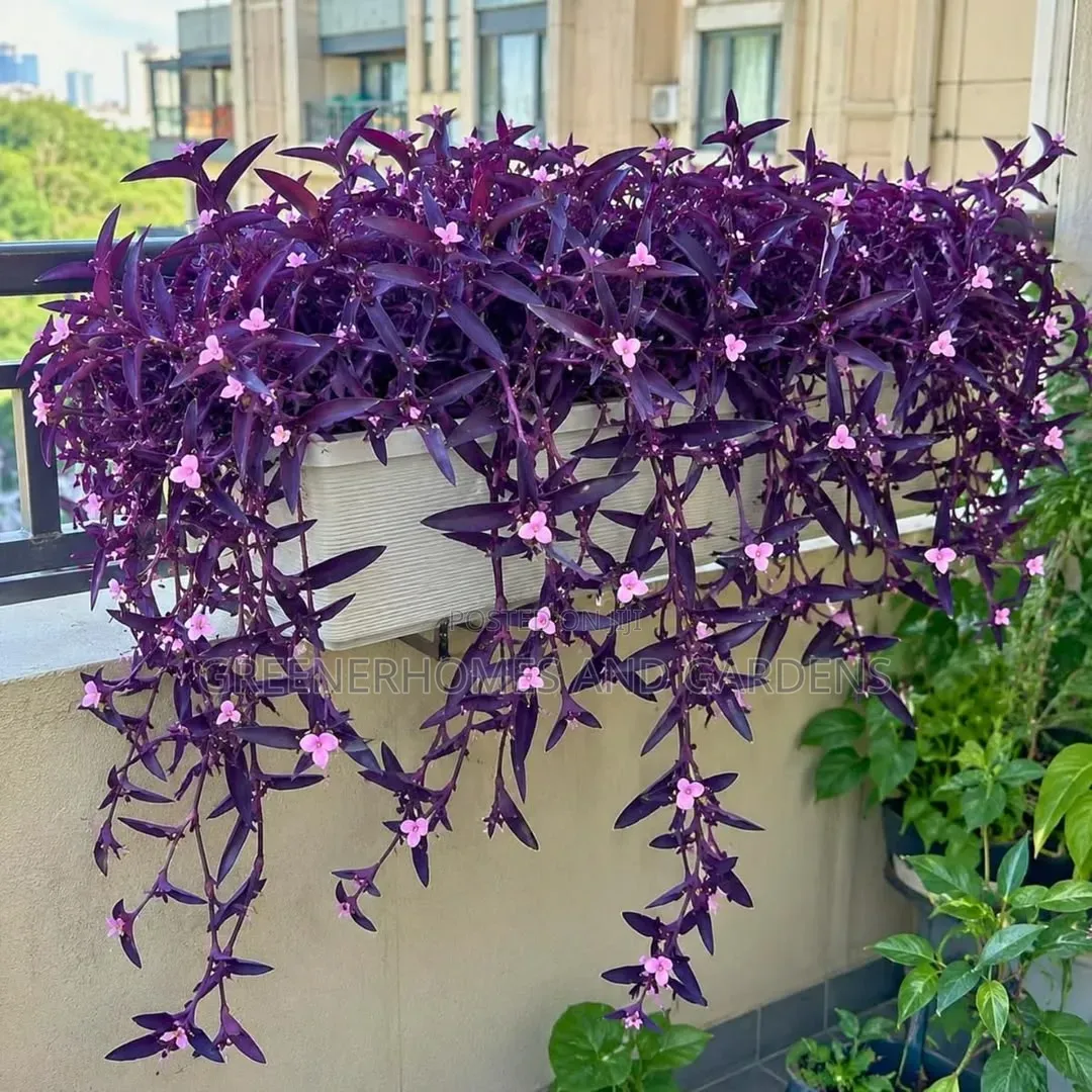 Purple Hearts Plants