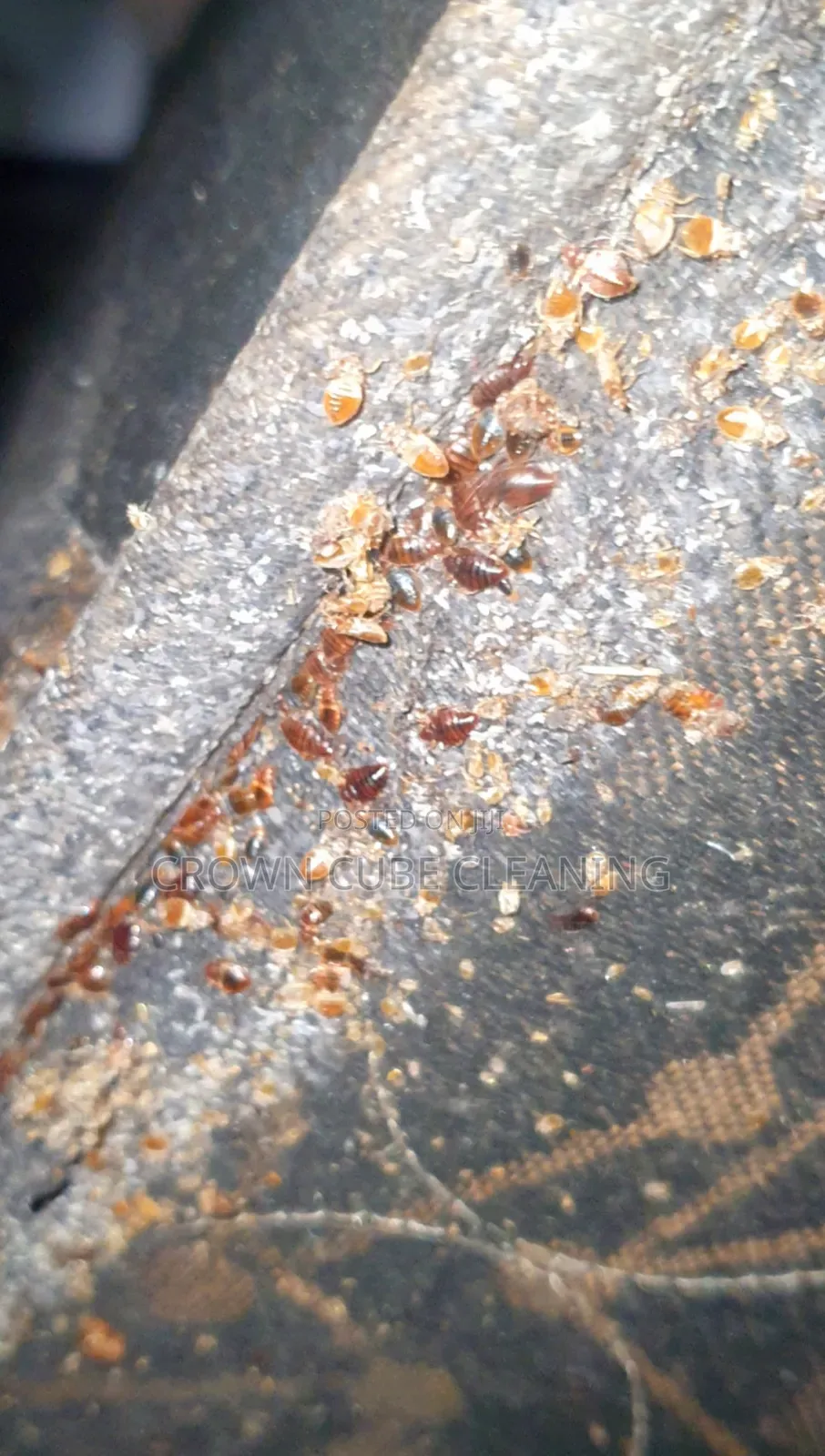 Bed Bug Fumigation Pest Control