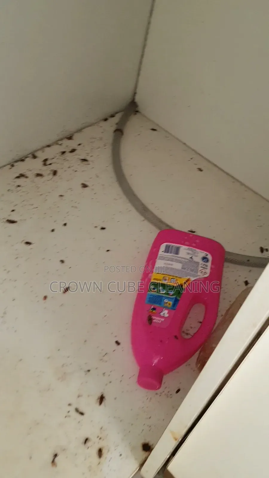 Fumigation Bedbugs Control