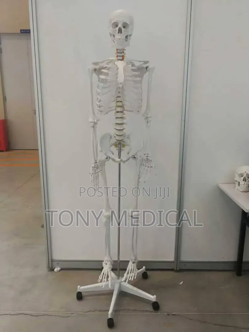 Phantom Full Body Skeleton Model 180cm