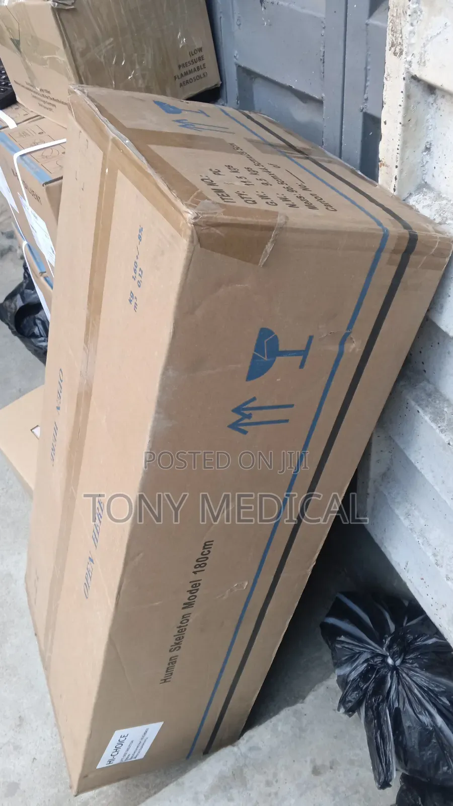 Phantom Full Body Skeleton Model 180cm