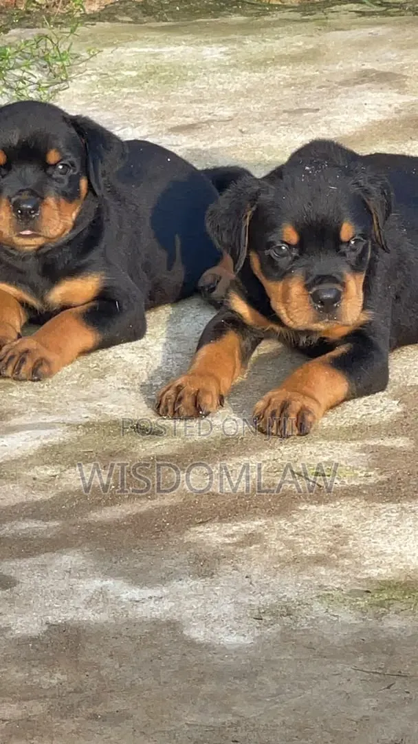 1-3 months Female Purebred Rottweiler