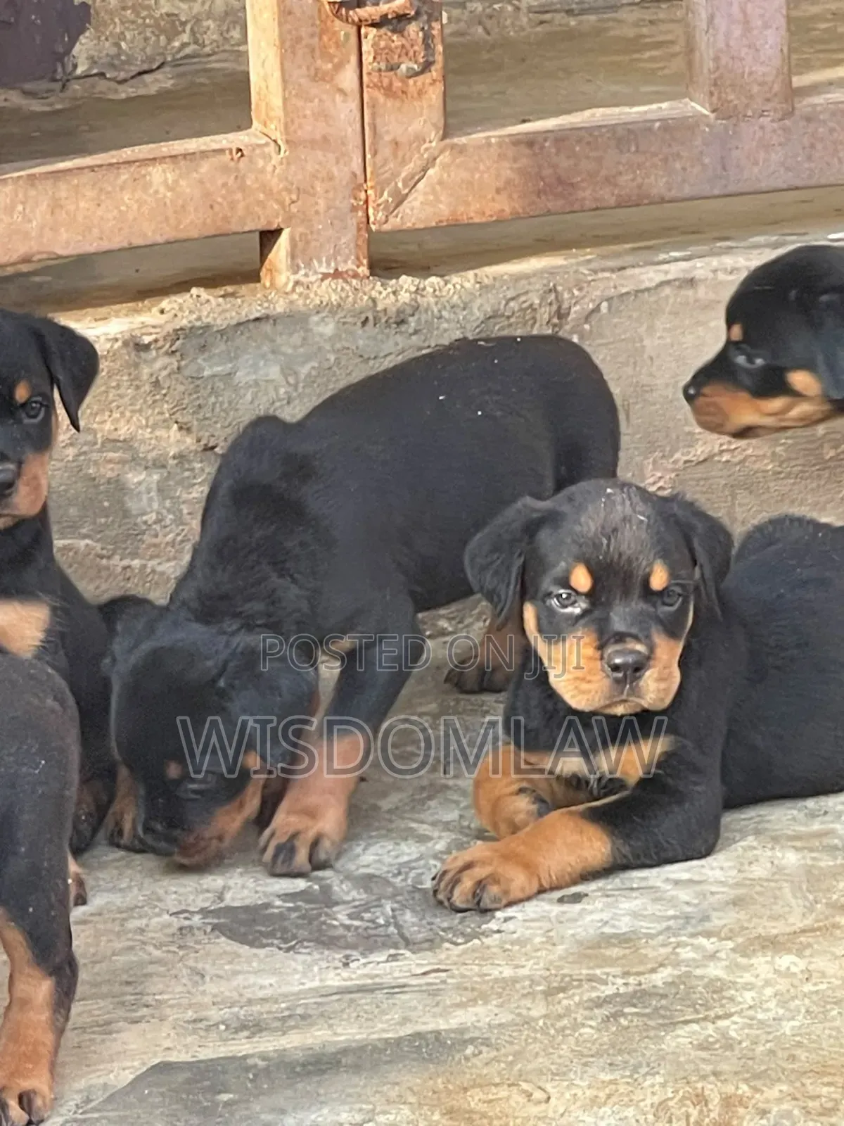 1-3 months Male Purebred Rottweiler