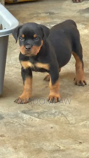1-3 months Male Purebred Rottweiler