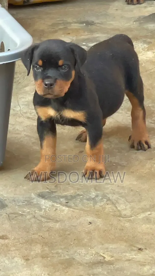 1-3 months Male Purebred Rottweiler