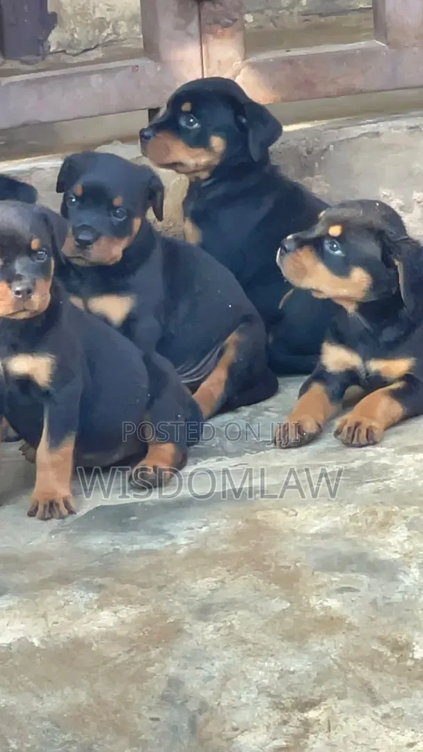 1-3 months Male Purebred Rottweiler