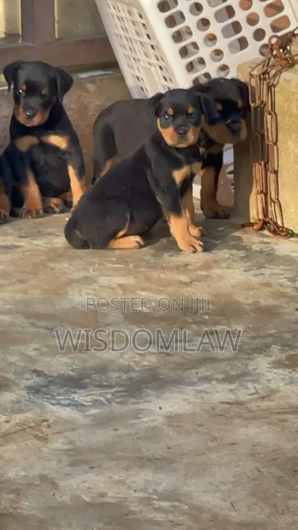 1-3 months Female Purebred Rottweiler