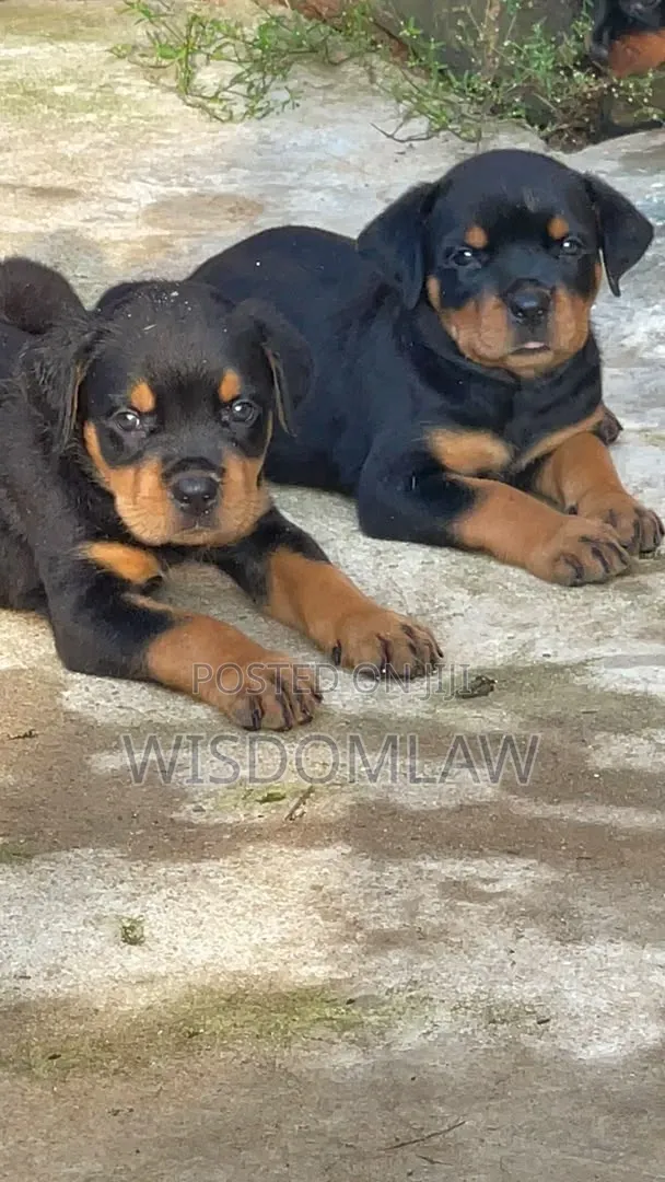 1-3 months Female Purebred Rottweiler