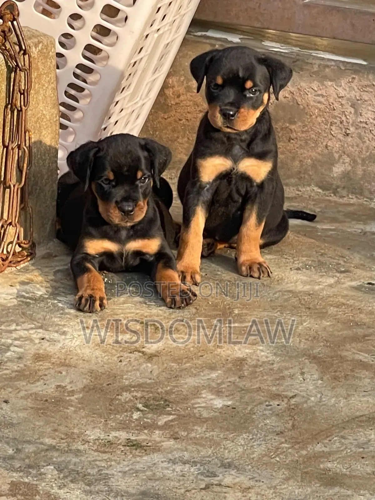 1-3 months Female Purebred Rottweiler