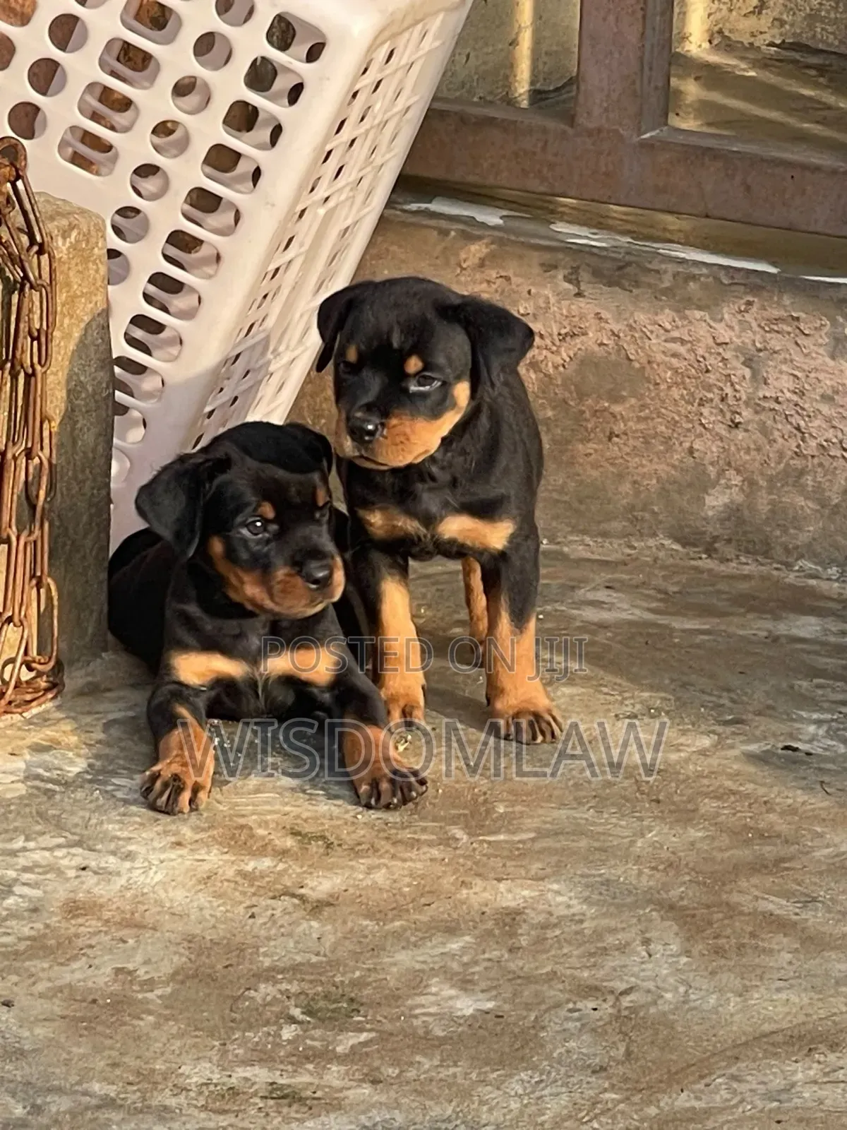 1-3 months Female Purebred Rottweiler