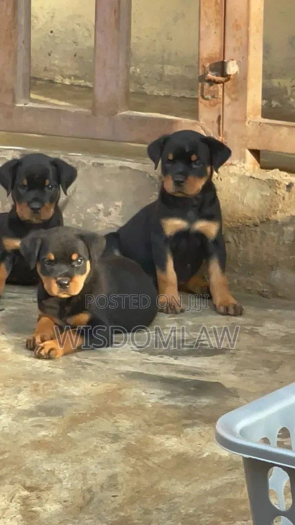 3-6 months Male Purebred Rottweiler