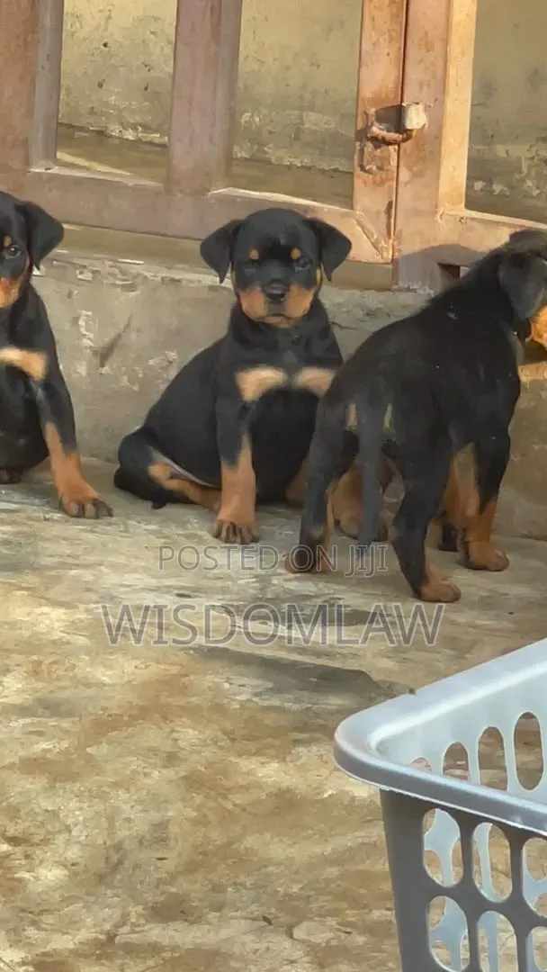 3-6 months Male Purebred Rottweiler