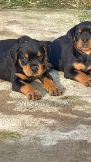 1-3 months Male Purebred Rottweiler