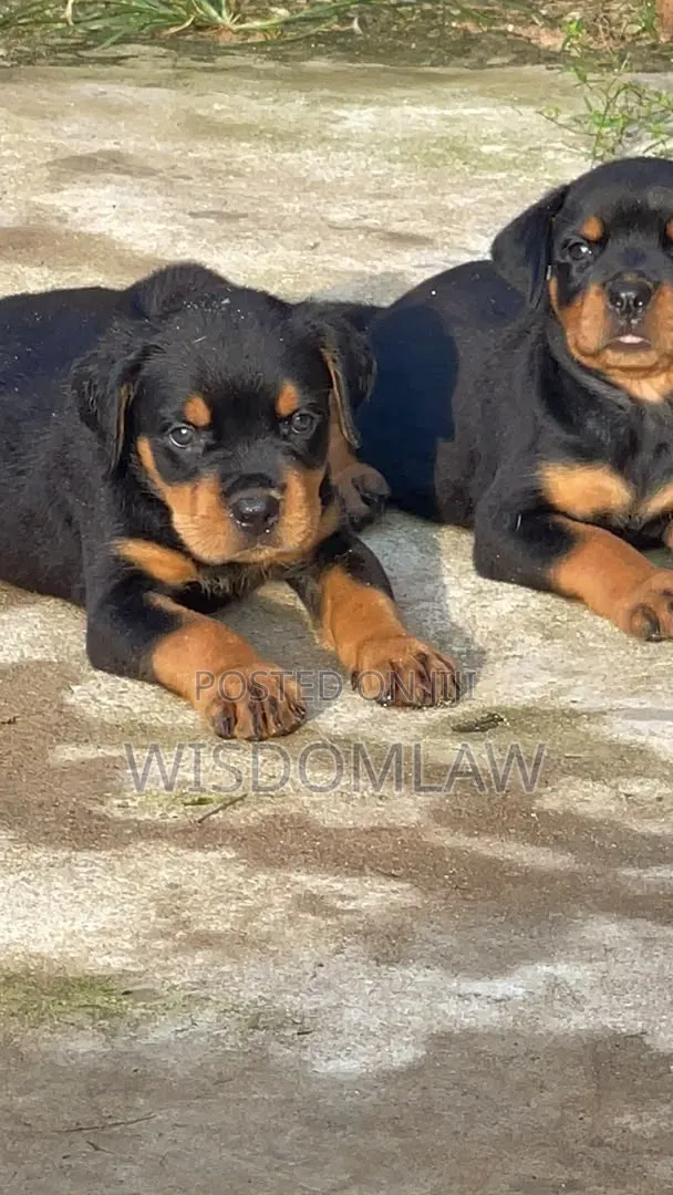 1-3 months Male Purebred Rottweiler