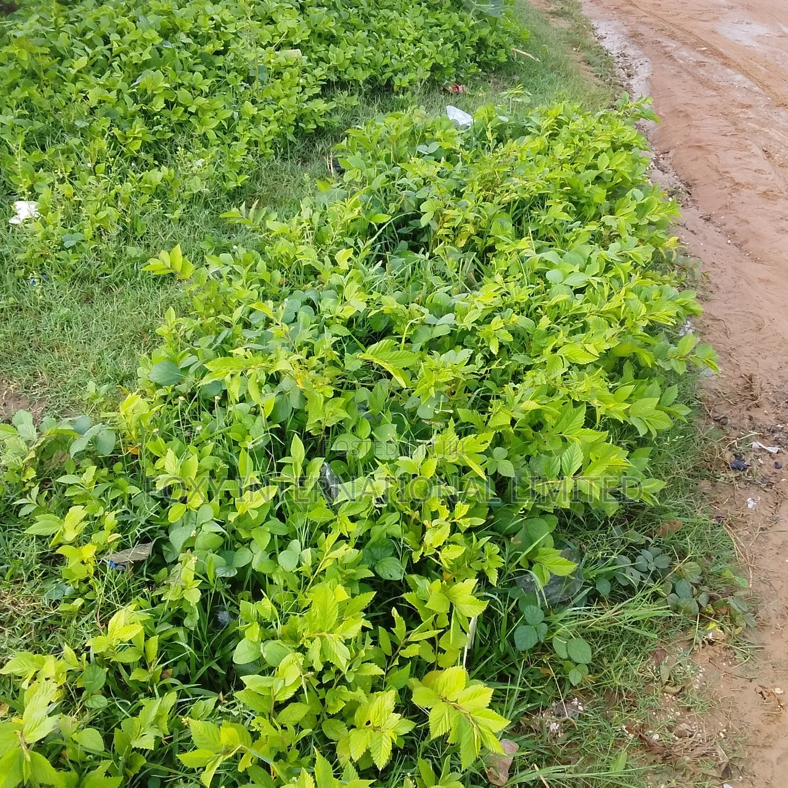 3000Sqm Gudu Commercial Land