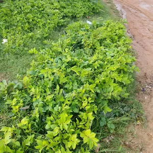 3000Sqm Gudu Commercial Land