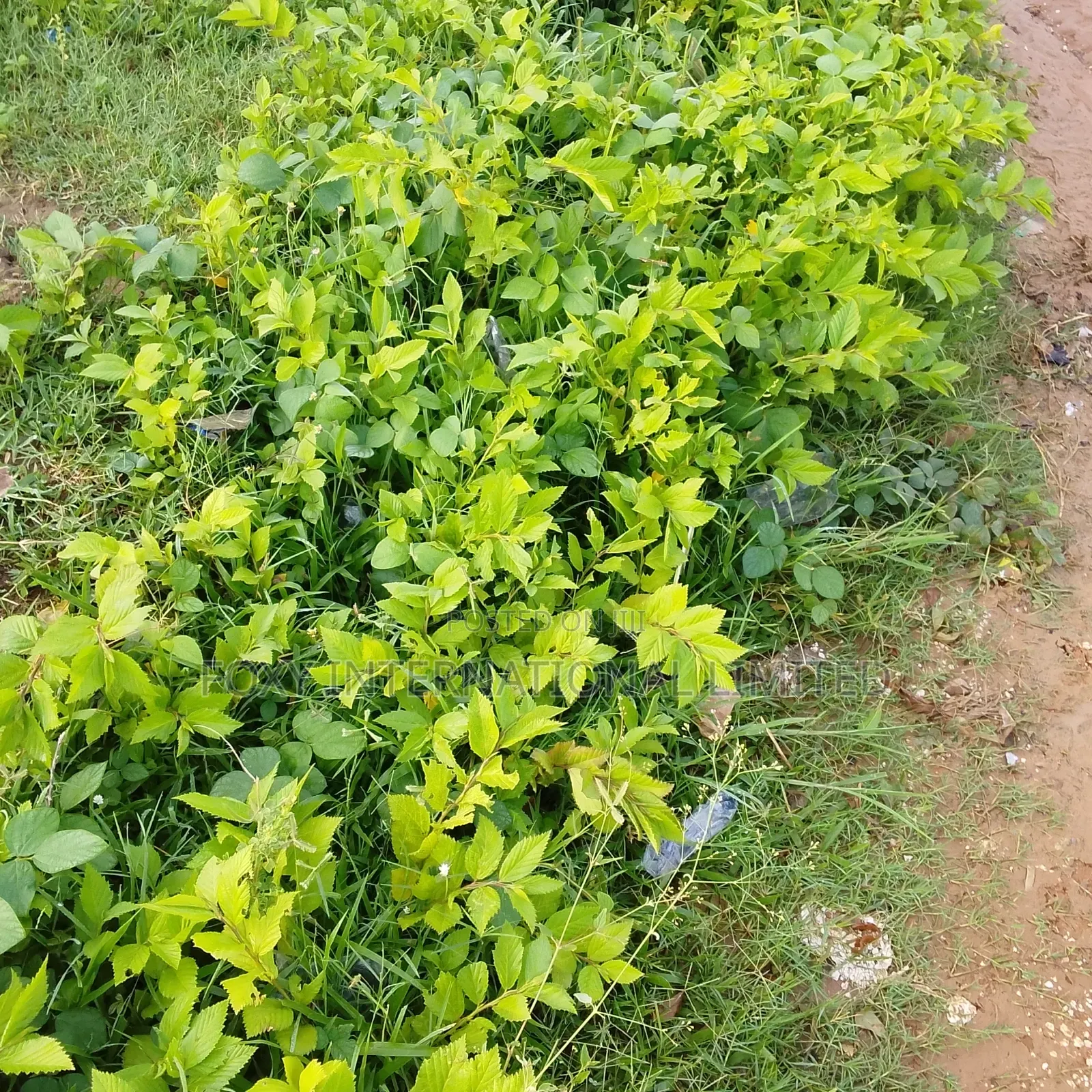 3000Sqm Gudu Commercial Land