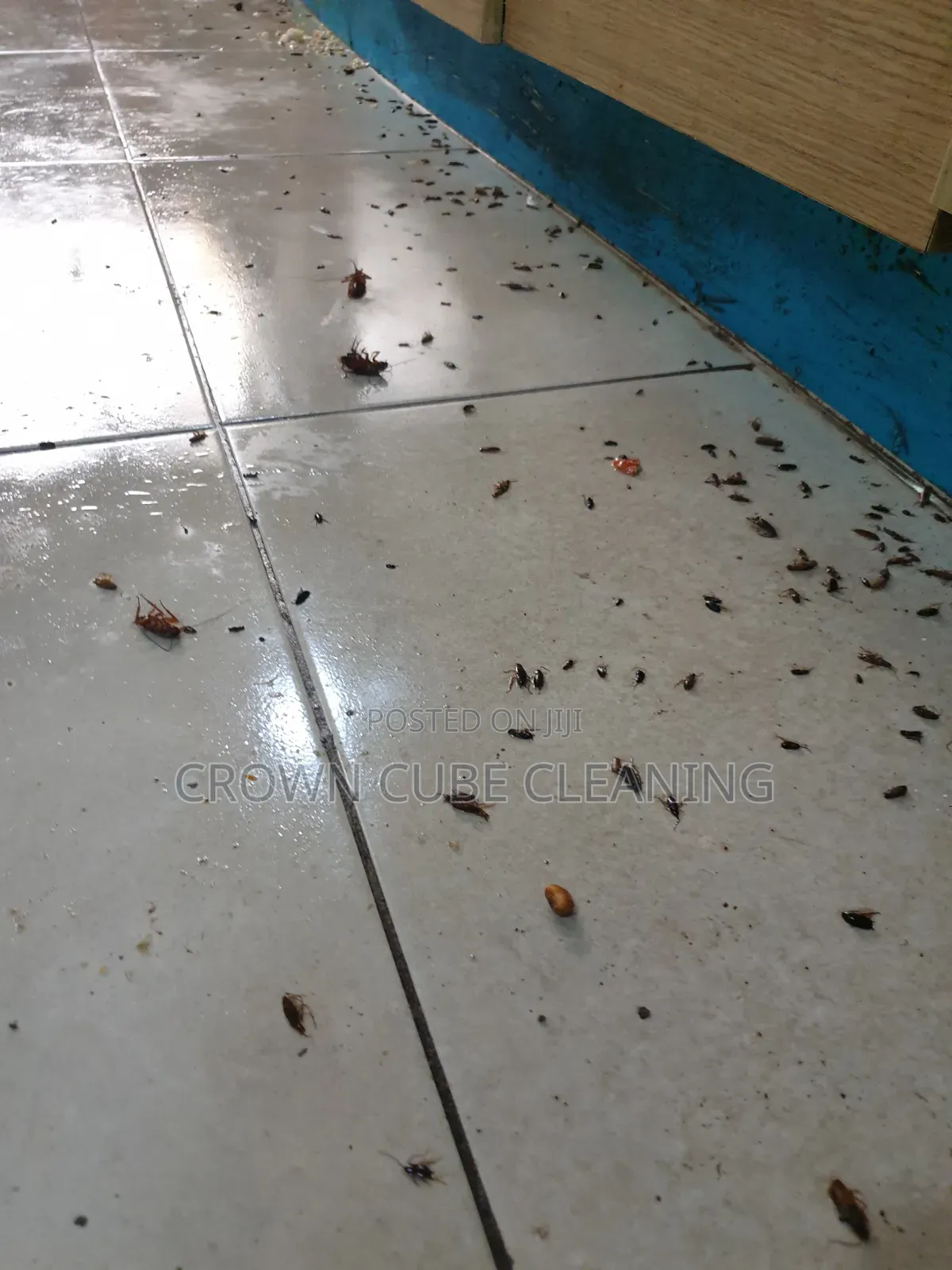 Fumigation Pest Control, Best Fumigation Services