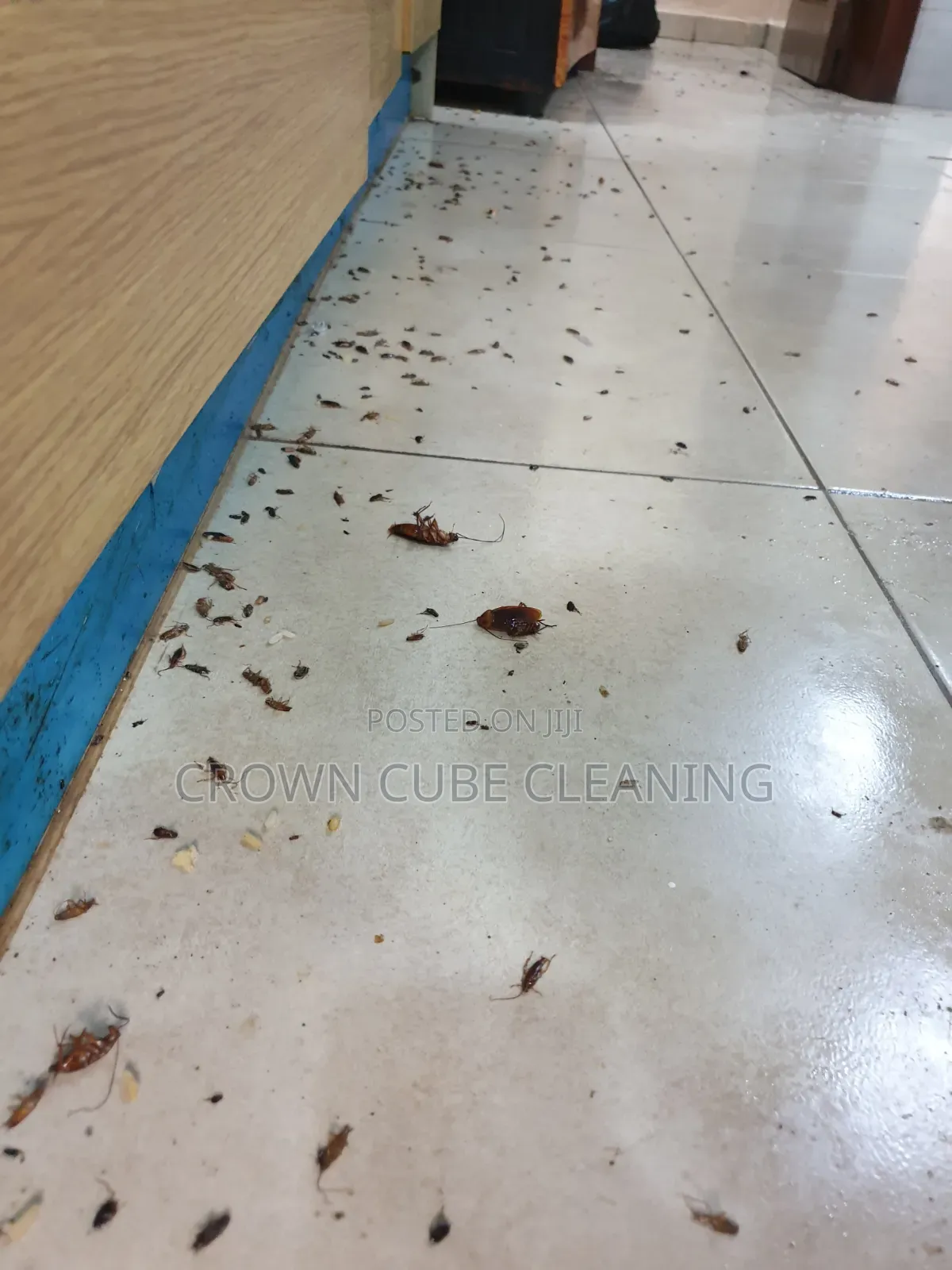 Fumigation Pest Control, Best Fumigation Services