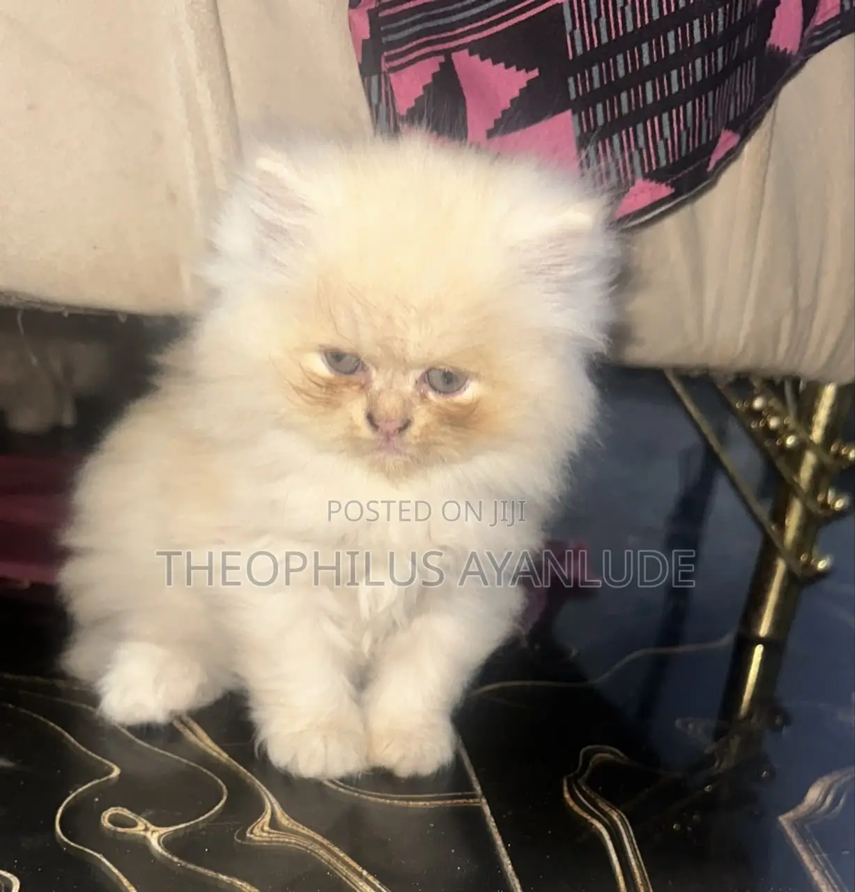1-3 months Female Purebred Persian