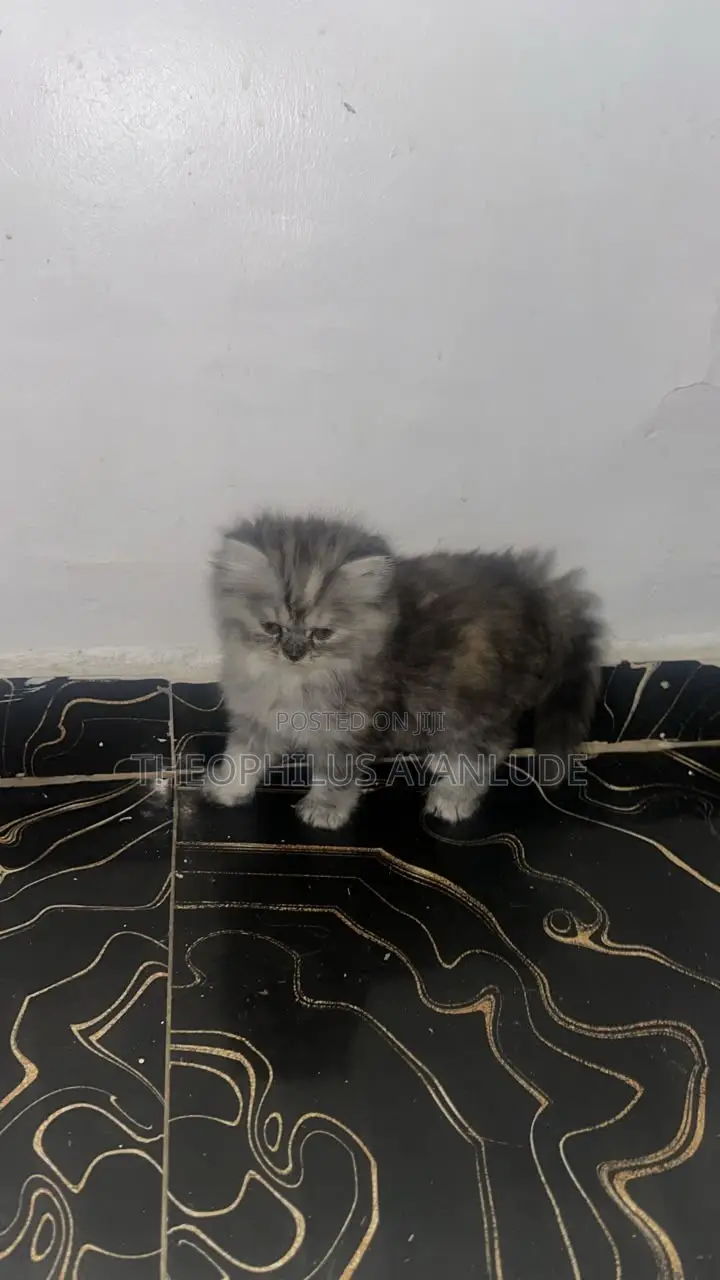 1-3 months Female Purebred Persian
