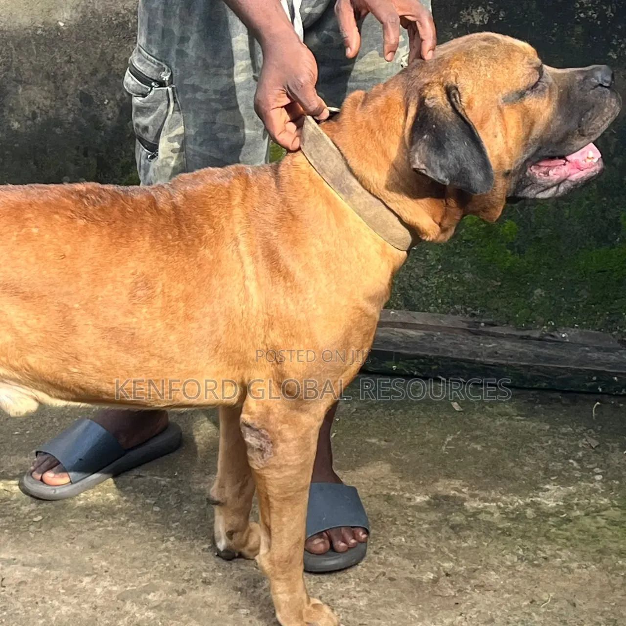 1+ year Male Purebred Boerboel