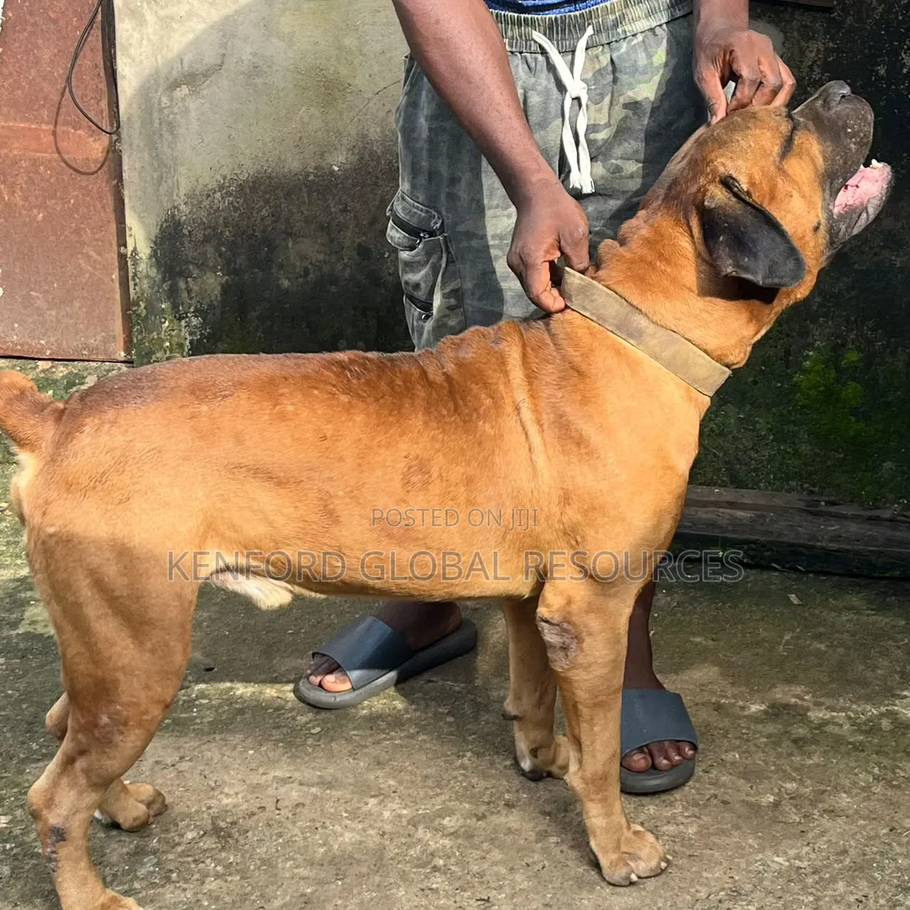 1+ year Male Purebred Boerboel