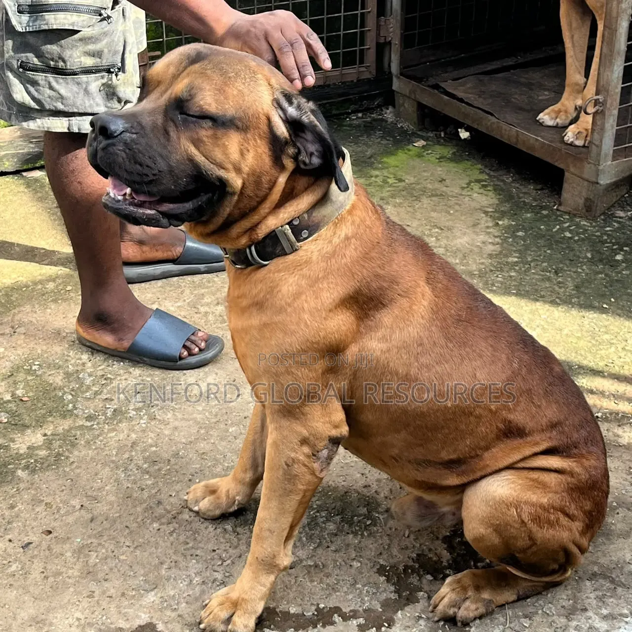 1+ year Male Purebred Boerboel