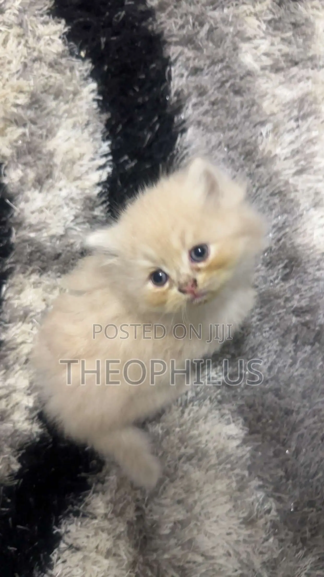 1-3 months Male Purebred Persian