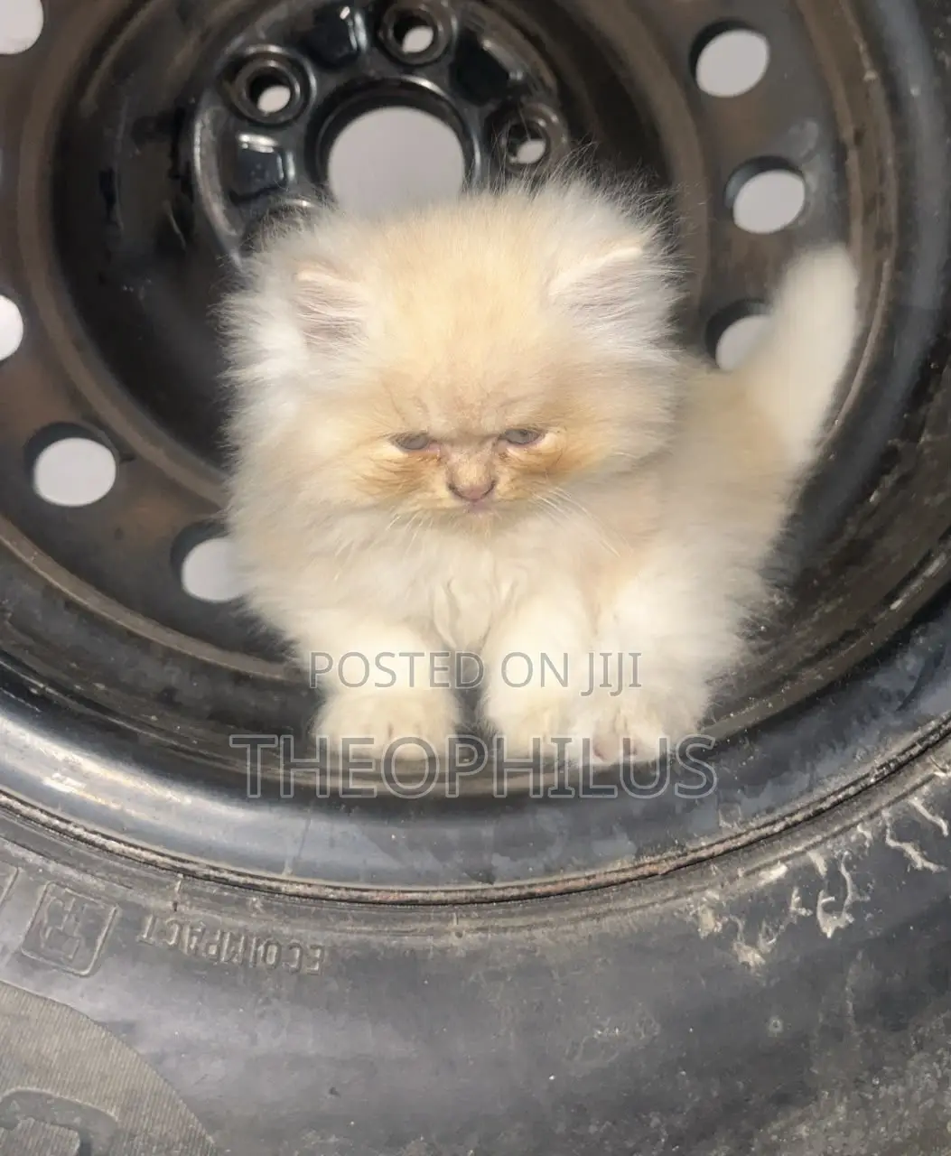 1-3 months Male Purebred Persian
