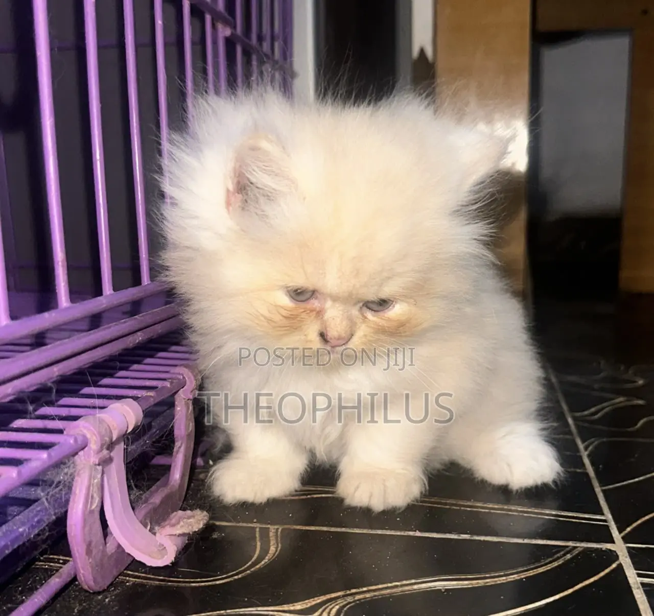 1-3 months Male Purebred Persian