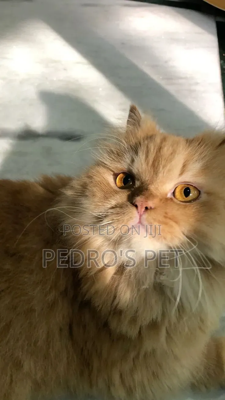 1+ year Male Purebred Persian