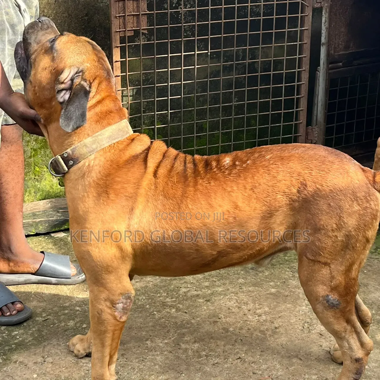1+ year Male Purebred Boerboel