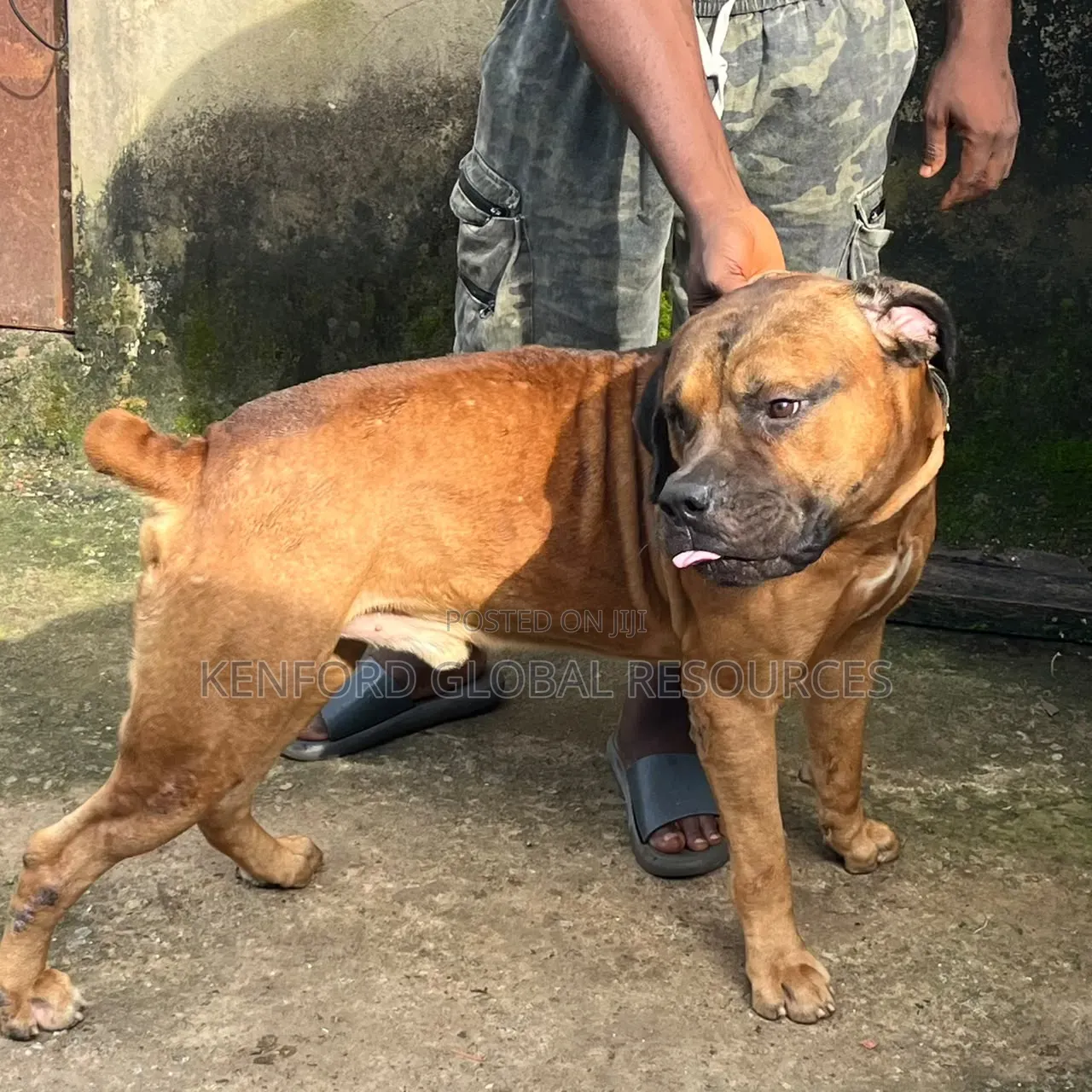 1+ year Male Purebred Boerboel