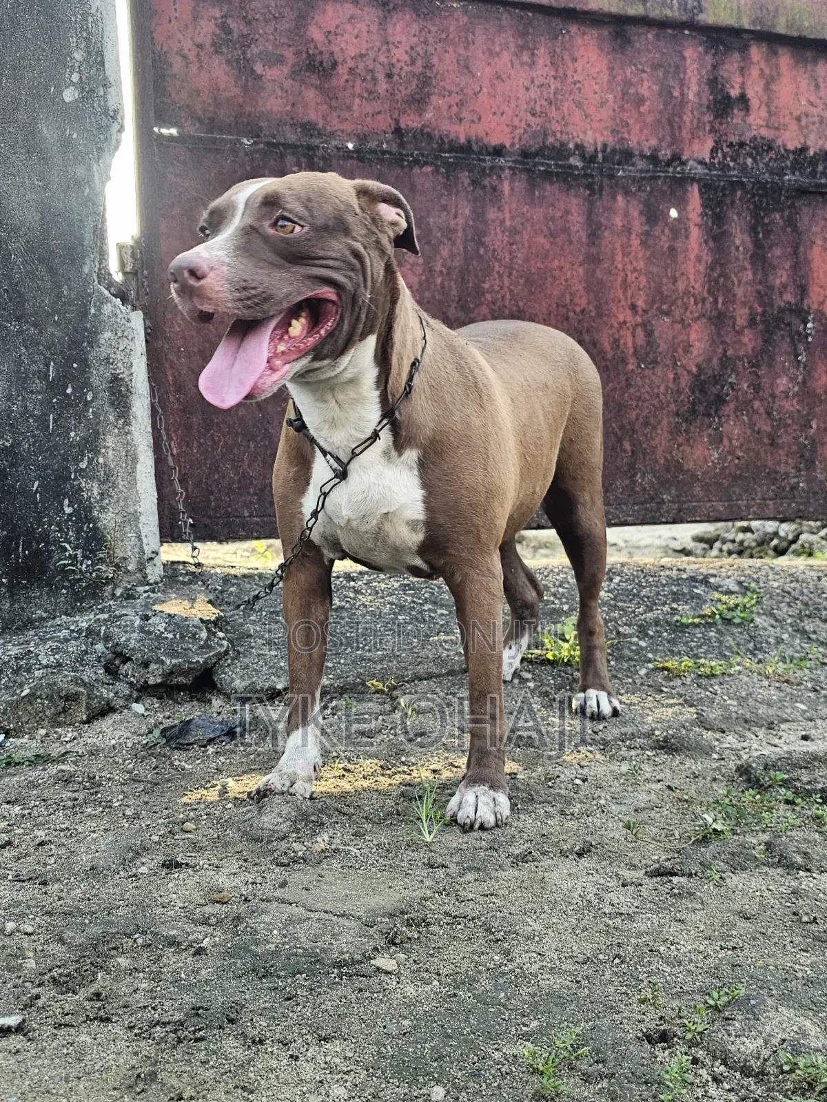 1+ year Female Purebred American Pit Bull Terrier