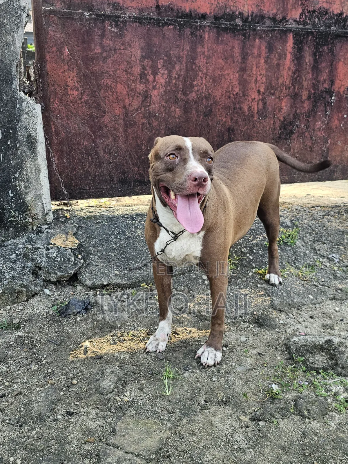 1+ year Female Purebred American Pit Bull Terrier