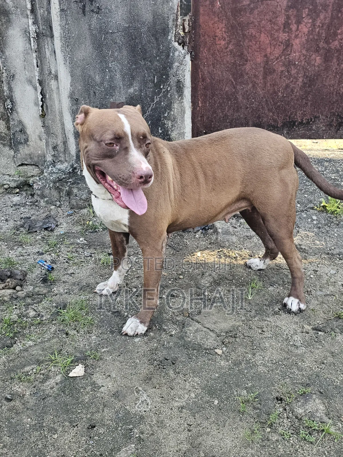 1+ year Female Purebred American Pit Bull Terrier