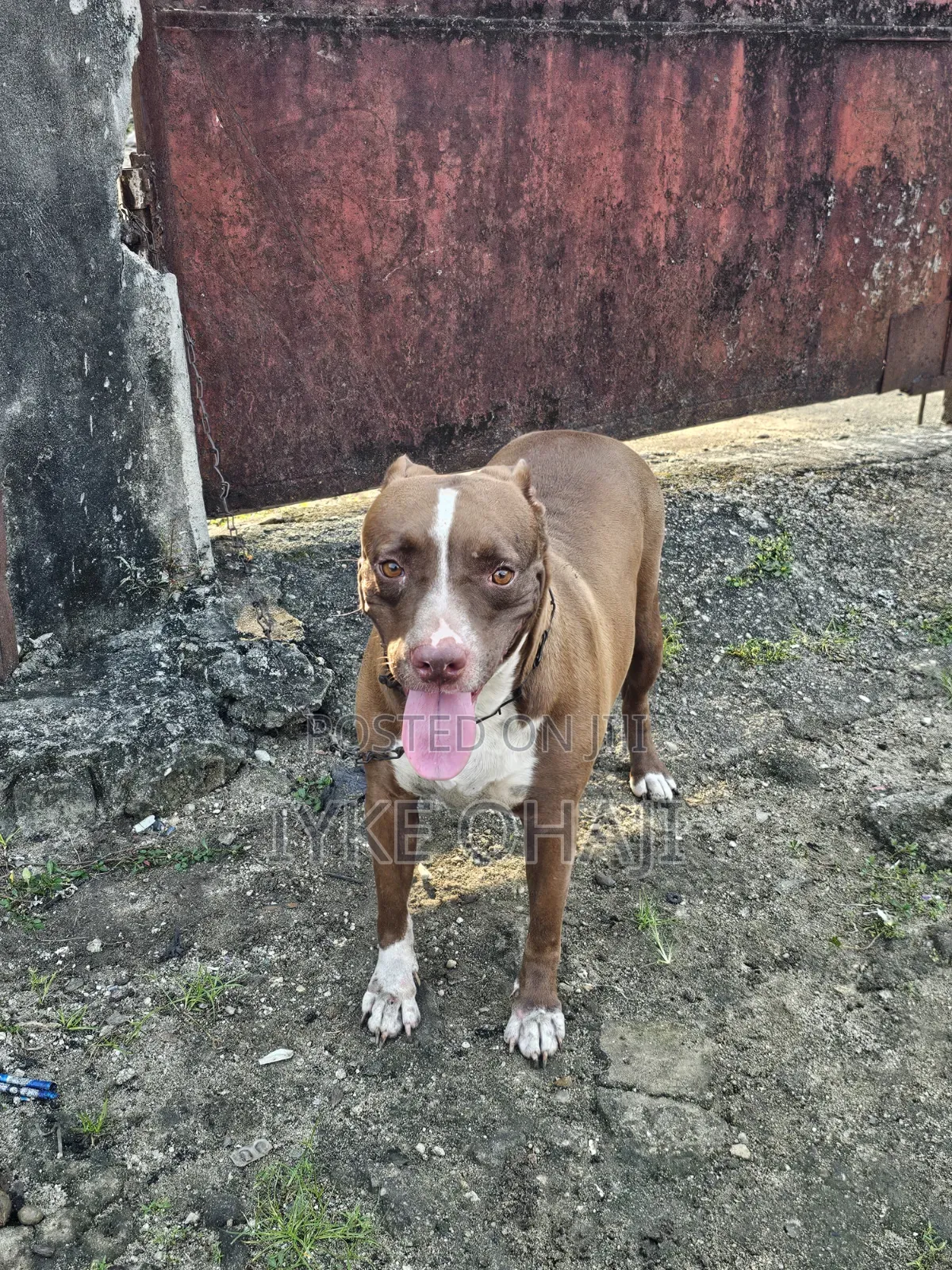 1+ year Female Purebred American Pit Bull Terrier