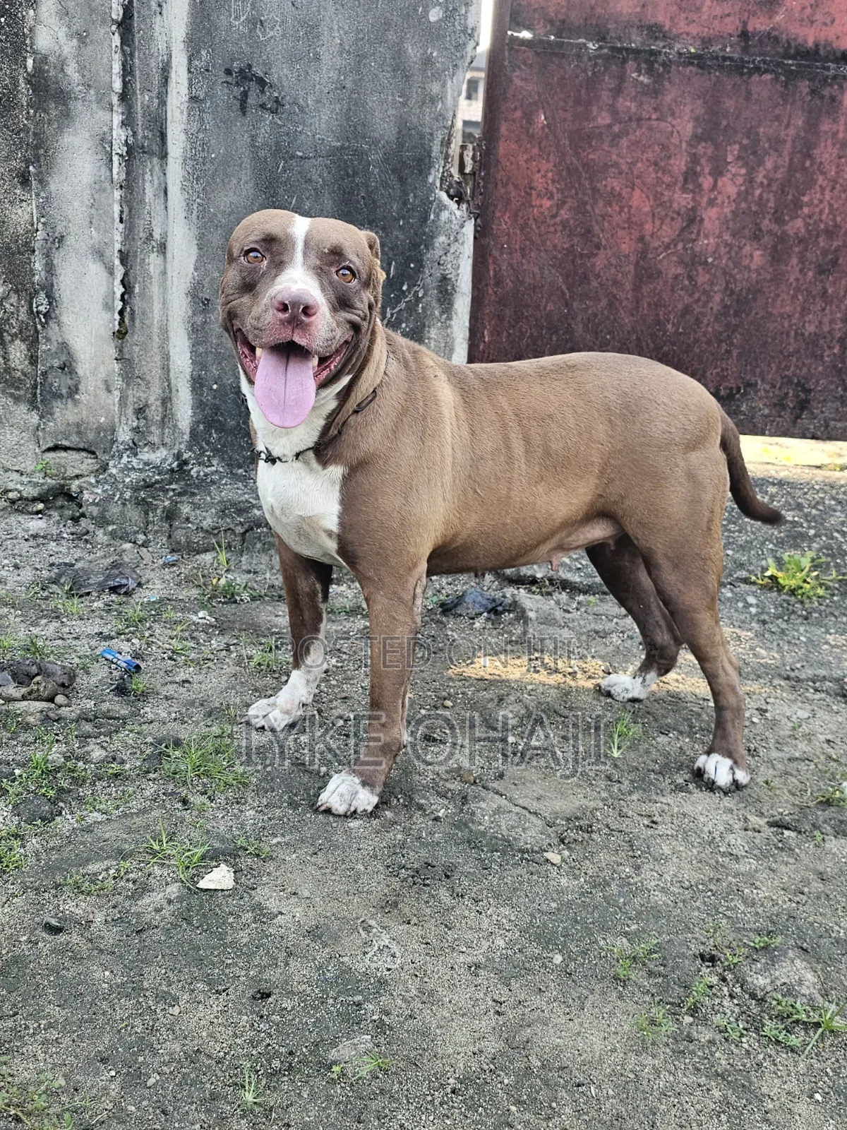 1+ year Female Purebred American Pit Bull Terrier