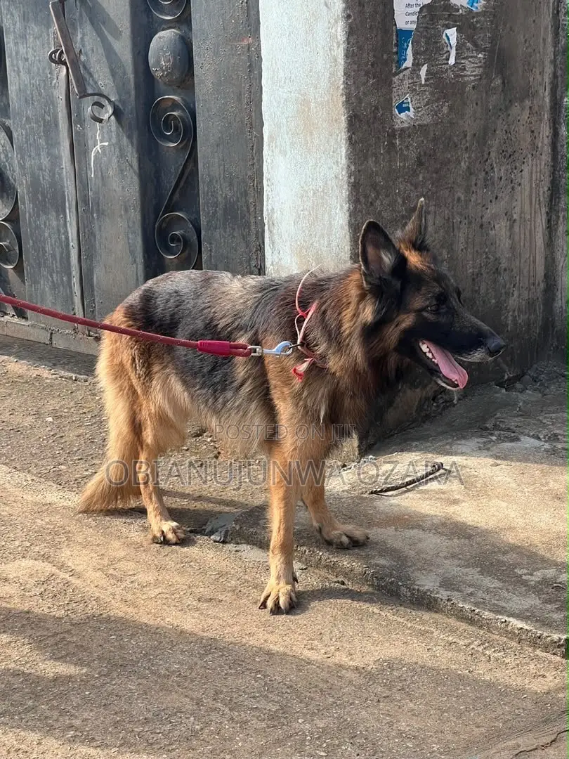1+ year Female Purebred German Shepherd