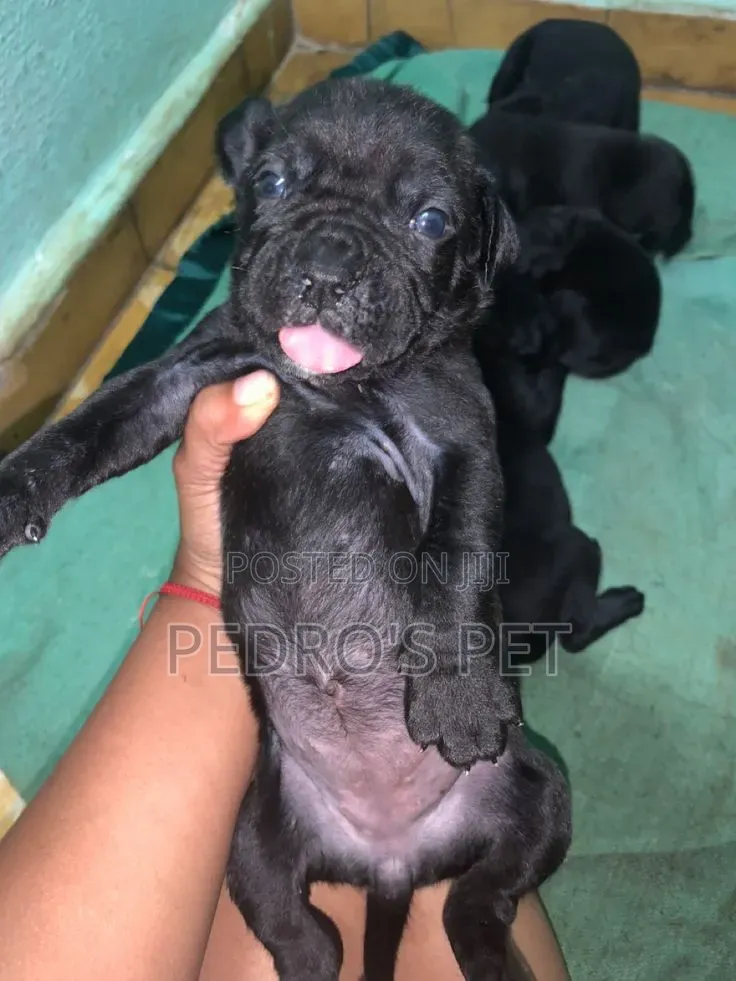 1-3 months Female Purebred Cane Corso