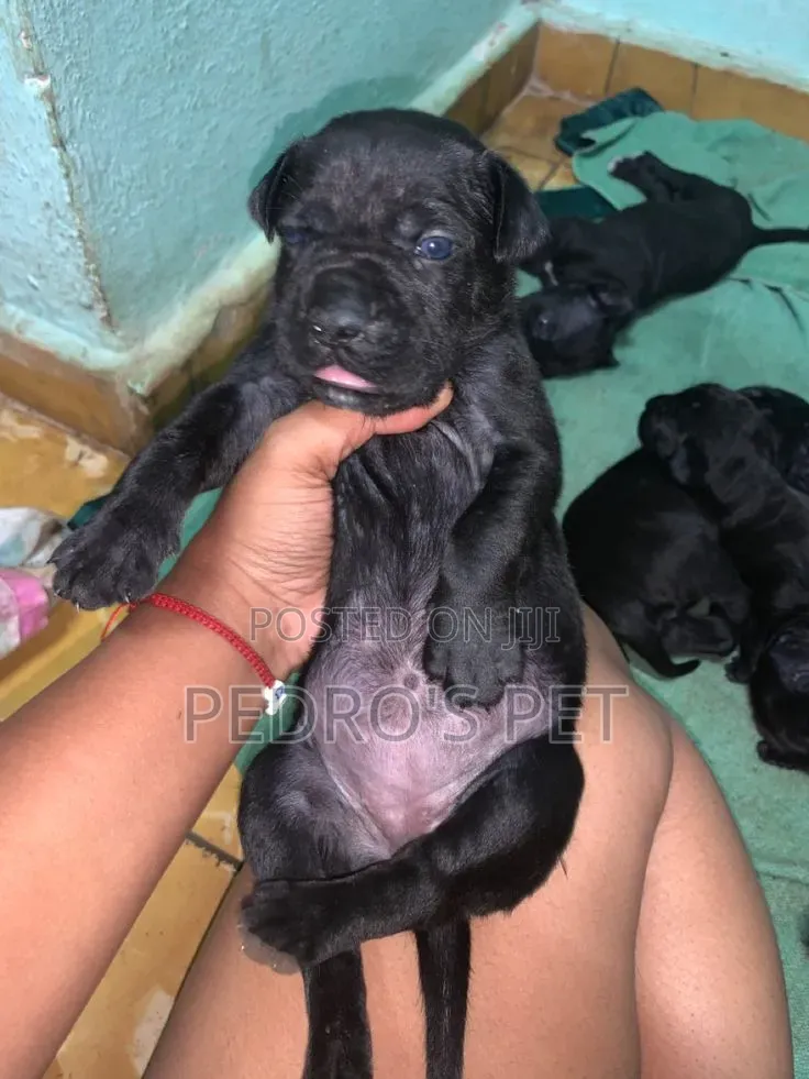 1-3 months Female Purebred Cane Corso