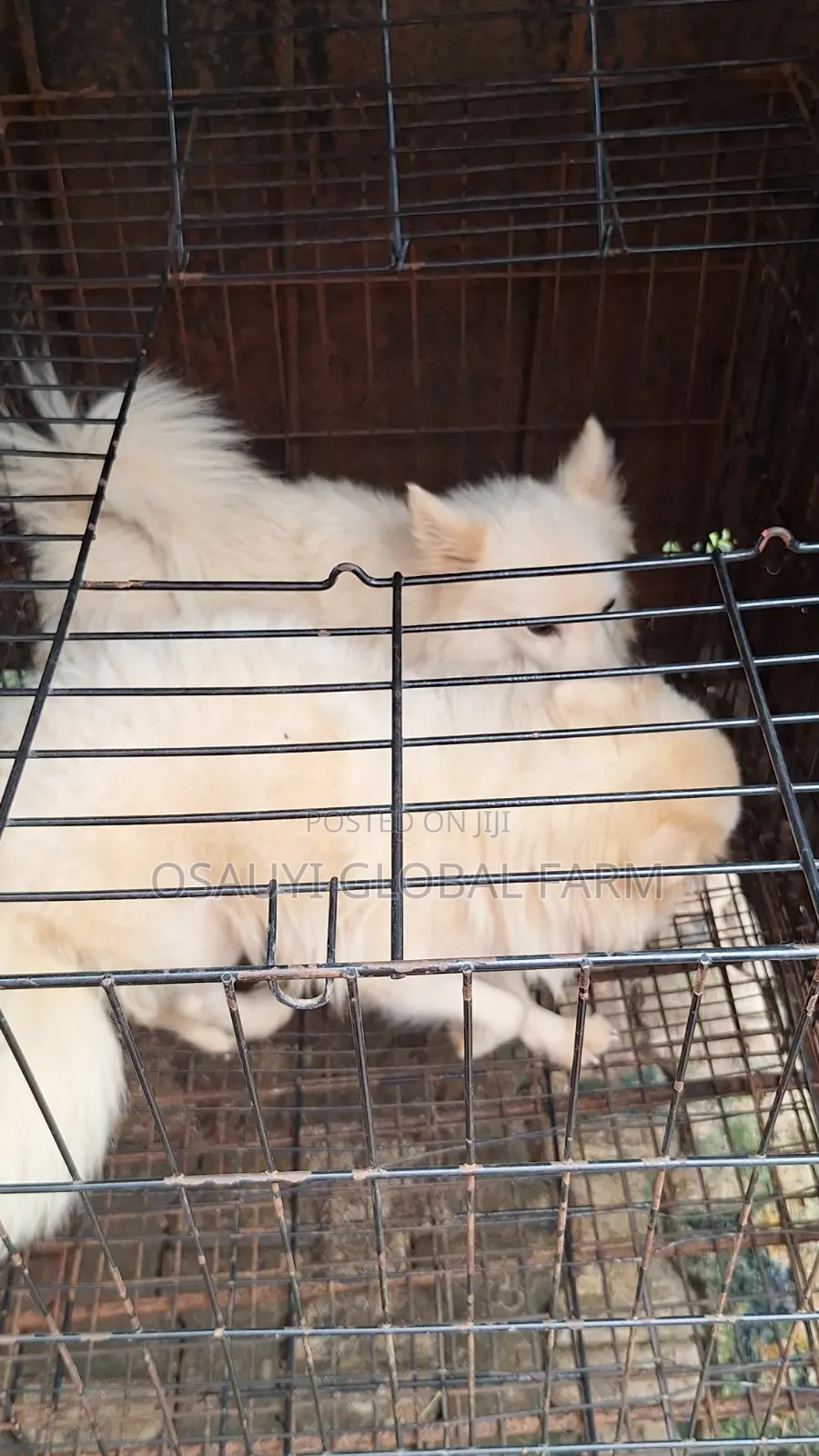 1+ year Female Purebred American Eskimo