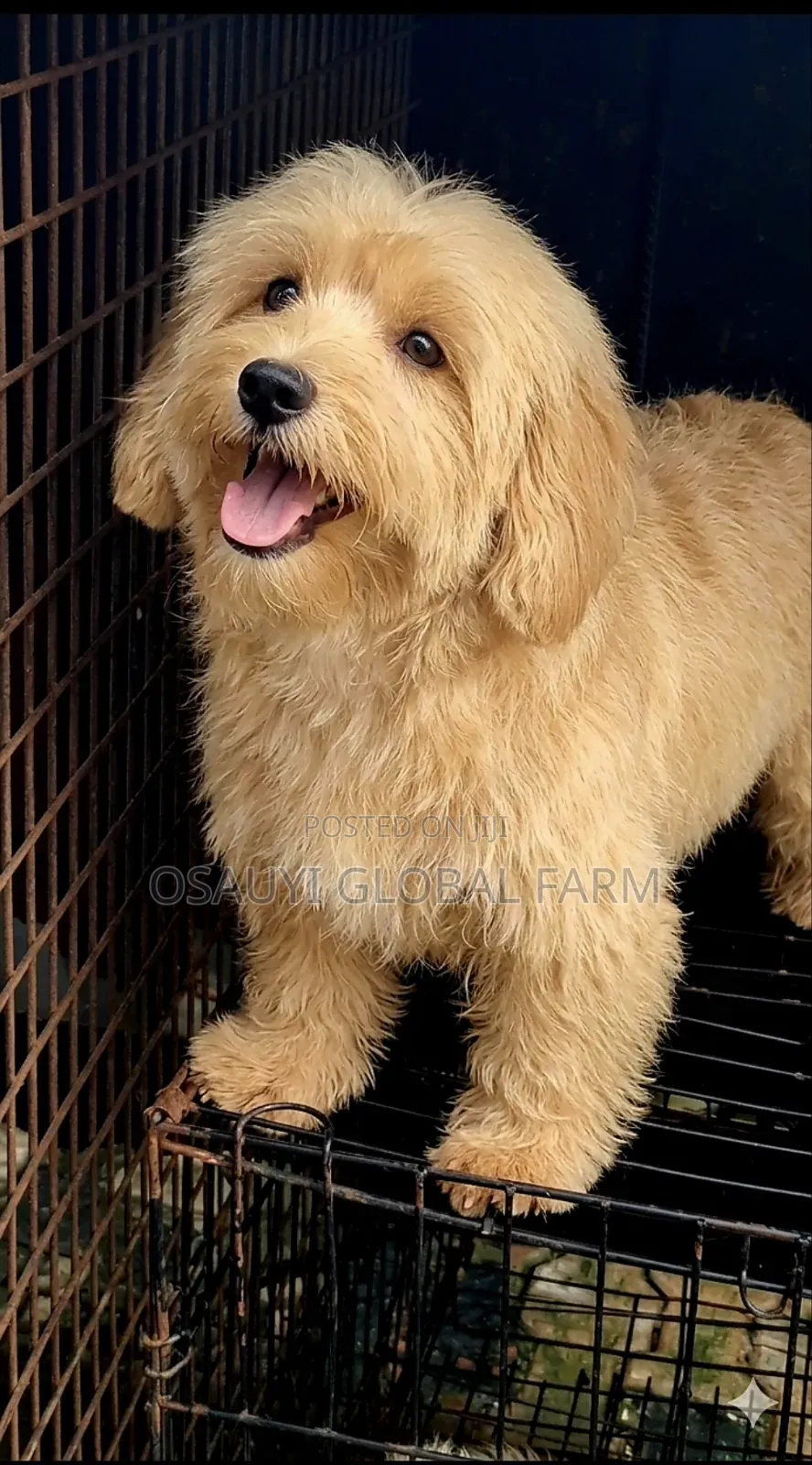 1+ year Female Purebred Lhasa Apso