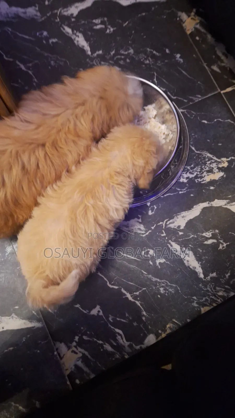 1+ year Male Purebred Lhasa Apso