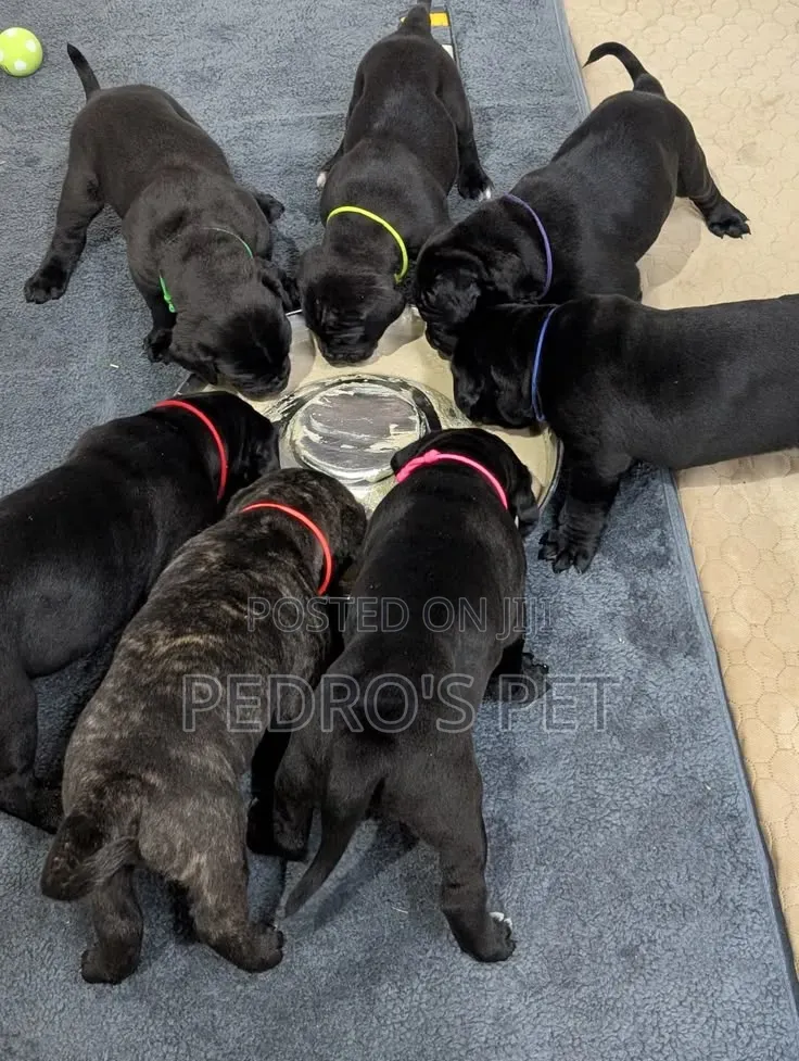 1-3 months Female Purebred Cane Corso