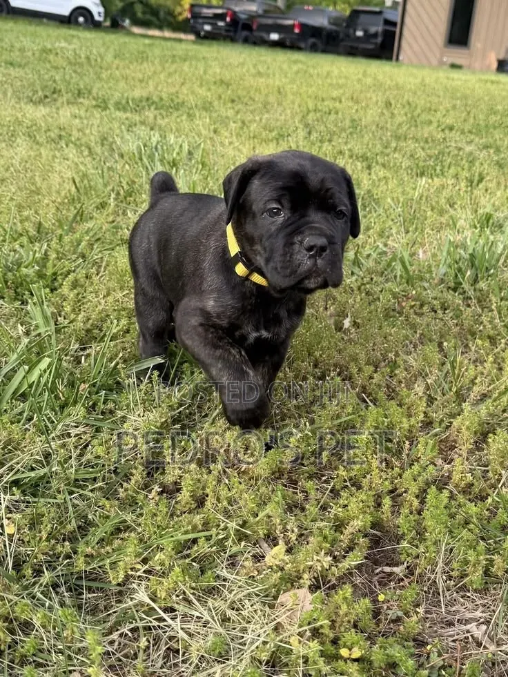 1-3 months Female Purebred Cane Corso