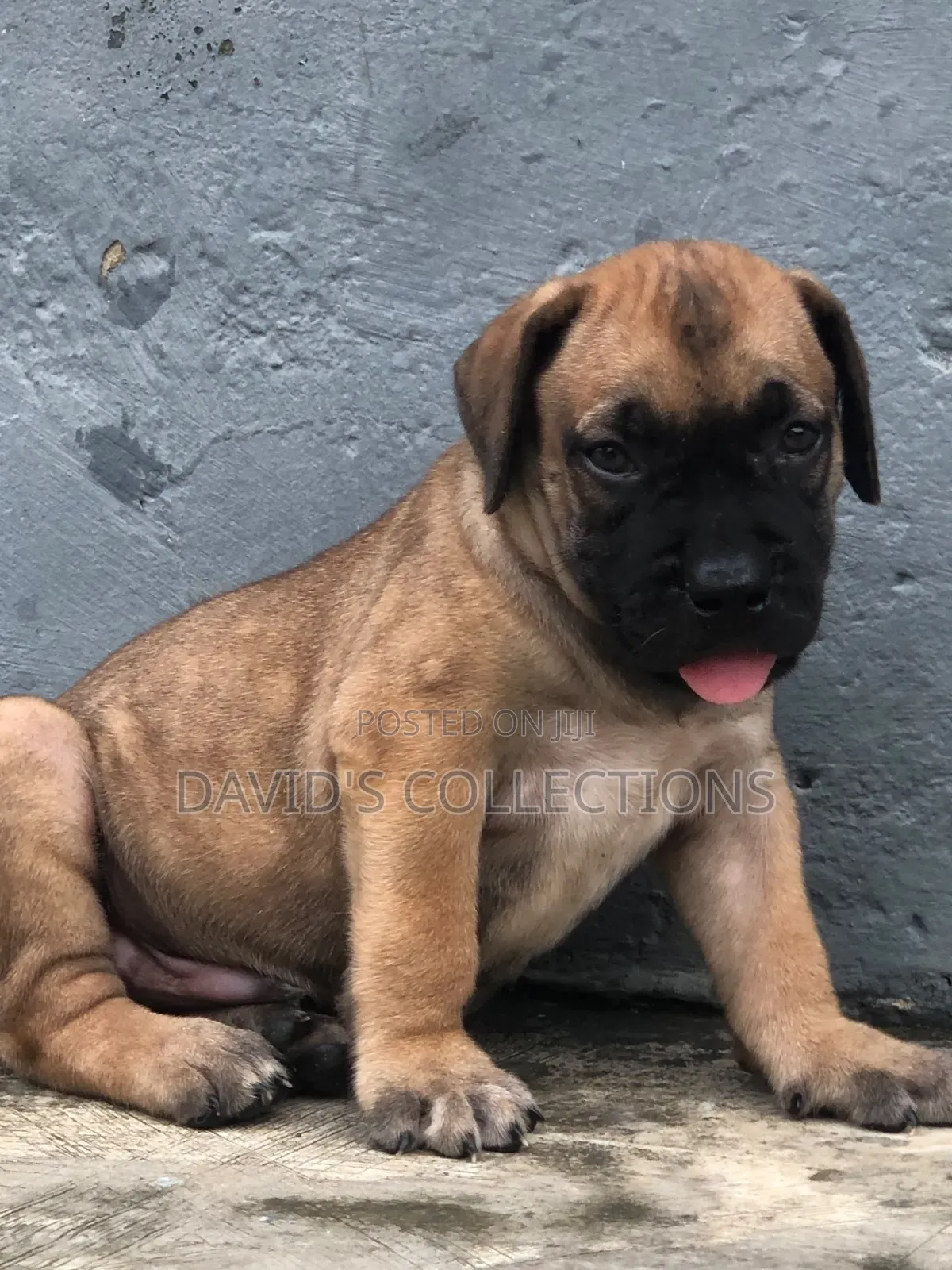 1-3 months Male Purebred Boerboel